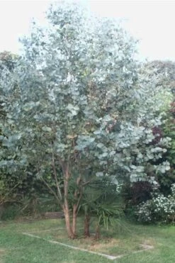Big O Cold Hardy Eucalyptus Tree (Eucalyptus Neglecta) - 1 Gallon Pot 13 Big O Cold Hardy Eucalyptus Tree (Eucalyptus Neglecta) - 1 Gallon Pot -Leafy Joy Shop Eucalyptus Big O 5 500x750 3