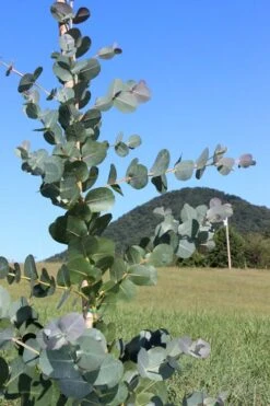 Big O Cold Hardy Eucalyptus Tree (Eucalyptus Neglecta) - 5 Gallon Pot (5-6') -Leafy Joy Shop Eucalyptus Big O Cold 2 500x750 2