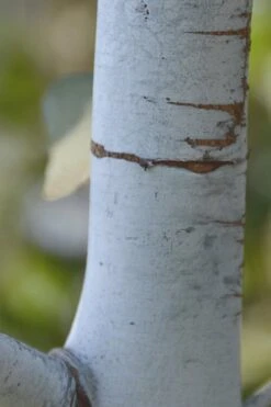 Bluey Cold Hardy Eucalyptus Tree (Eucalyptus Pulverulenta) - Quart Pot -Leafy Joy Shop Eucalyptus Bluey 1