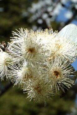 Bluey Cold Hardy Eucalyptus Tree (Eucalyptus Pulverulenta) - 1 Gallon Pot -Leafy Joy Shop Eucalyptus Bluey 6 1