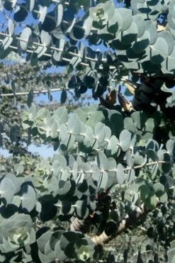 Bluey Cold Hardy Eucalyptus Tree (Eucalyptus Pulverulenta) - Quart Pot -Leafy Joy Shop Eucalyptus Bluey 8