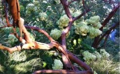 Funky Monkey Cold Hardy Eucalyptus Tree (Eucalyptus Parvula) - 3 Gallon Pot -Leafy Joy Shop Eucalyptus Funky Monkey Branches