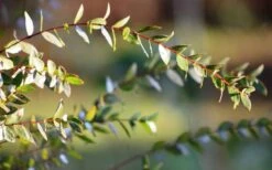 Funky Monkey Cold Hardy Eucalyptus Tree (Eucalyptus Parvula) - 2 Gallon Pot -Leafy Joy Shop Eucalyptus Funky Monkey Leaves 3