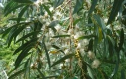 Funky Monkey Cold Hardy Eucalyptus Tree (Eucalyptus Parvula) - 2 Gallon Pot -Leafy Joy Shop Eucalyptus Funky Monkey Leaves Mature 3