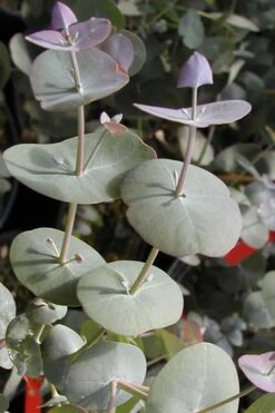 Luna Cold Hardy Eucalyptus Tree (Eucalyptus Perriniana) - Quart Pot -Leafy Joy Shop Eucalyptus Luna 13 2