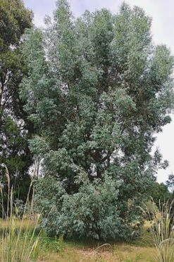 Luna Cold Hardy Eucalyptus Tree (Eucalyptus Perriniana) - Quart Pot -Leafy Joy Shop Eucalyptus Luna 5 2