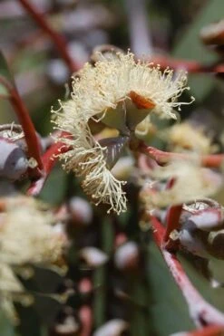 Luna Cold Hardy Eucalyptus Tree (Eucalyptus Perriniana) - 1 Gallon Pot 12 Luna Cold Hardy Eucalyptus Tree (Eucalyptus Perriniana) - 1 Gallon Pot -Leafy Joy Shop Eucalyptus Luna 6 1