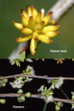 Skinny Minny Hardy Eucalyptus Tree (Eucalyptus Moorei) - Quart Pot -Leafy Joy Shop Eucalyptus Skinny Minny 1