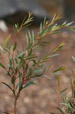 Skinny Minny Hardy Eucalyptus Tree (Eucalyptus Moorei) - Quart Pot -Leafy Joy Shop Eucalyptus Skinny Minny 2