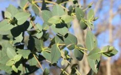 Cab Sav Cold Hardy Eucalyptus Tree (Eucalyptus Rubida) - 1 Gallon Pot -Leafy Joy Shop Eucalyptus Tree Cab Sav Rubida