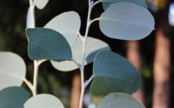 Mappa Tassie Cold Hardy Eucalyptus Tree (Eucalyptus Pauciflora) - Quart Pot -Leafy Joy Shop Eucalyptus Tree Mappa Tassie Pauciflora Snow Gum