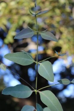 Grace Cold Hardy Eucalyptus Tree (Eucalyptus Elliptica) - 3 Quart Pot 11 Grace Cold Hardy Eucalyptus Tree (Eucalyptus Elliptica) - 3 Quart Pot -Leafy Joy Shop Eucalytptus Grace BS