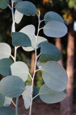 Mappa Tassie Cold Hardy Eucalyptus Tree (Eucalyptus Pauciflora) - 2 Gallon Pot 13 Mappa Tassie Cold Hardy Eucalyptus Tree (Eucalyptus Pauciflora) - 2 Gallon Pot -Leafy Joy Shop Eucalytptus Mappa Tassie BS 1