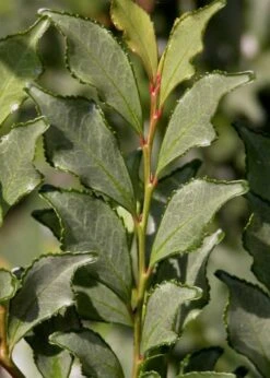 Eurya Japonica 'Moutiers' - 3 Gallon Pot -Leafy Joy Shop Eurya Japonica Moutiers 1