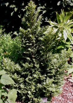 Eurya Japonica 'Moutiers' - 3 Gallon Pot -Leafy Joy Shop Eurya Japonica Moutiers 3