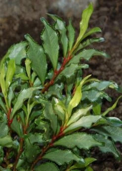 Eurya Japonica 'Moutiers' - 3 Gallon Pot -Leafy Joy Shop Eurya Japonica Moutiers 5