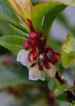 Eurya Japonica 'Moutiers' - 3 Gallon Pot -Leafy Joy Shop Eurya Japonica Moutiers 7