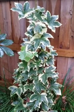 Angyo Star Fatshedera - 3 Gallon Pot -Leafy Joy Shop Fatshedera Angyo Star 3