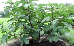 Chicago Cold Hardy Fig Tree - 3 Gallon Pot -Leafy Joy Shop Fig Chicago Cold Hardy 1