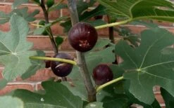 Chicago Cold Hardy Fig Tree - 3 Gallon Pot -Leafy Joy Shop Fig Chicago Cold Hardy