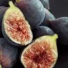 Chicago Cold Hardy Fig Tree - 3 Gallon Pot -Leafy Joy Shop Fig Chicago Cold Hardy Rev 2 500x750 1