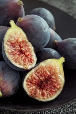 Chicago Cold Hardy Fig Tree - 3 Gallon Pot