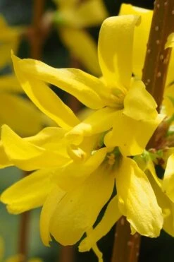 Believe It Or Not Forsythia - 2 Gallon Pot -Leafy Joy Shop Forsythia Lynwood Gold Rev 2 500x750 1