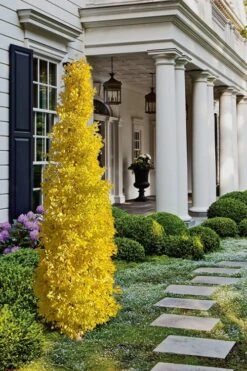 Sky Tower Ginkgo Maidenhair Tree (Male) - 3 Gallon Pot -Leafy Joy Shop Ginkgo Sky Tower 1