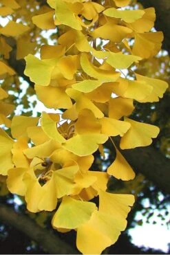 Sky Tower Ginkgo Maidenhair Tree (Male) - 3 Gallon Pot -Leafy Joy Shop Ginkgo Sky Tower 2