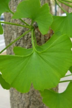 Sky Tower Ginkgo Maidenhair Tree (Male) - 3 Gallon Pot -Leafy Joy Shop Ginkgo Tree 11