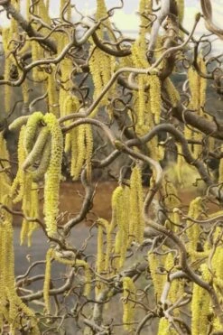 Harry Lauder's Walking Stick - Corylus Avellana 'Contorta' - 5 Gallon Pot -Leafy Joy Shop Harry Lauder Walking Stick 11