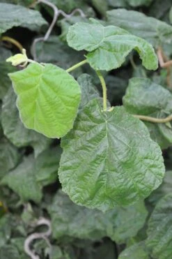 Harry Lauder's Walking Stick - Corylus Avellana 'Contorta' - 5 Gallon Pot -Leafy Joy Shop Harry Lauder Walking Stick 12