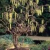 Harry Lauder's Walking Stick - Corylus Avellana 'Contorta' - 5 Gallon Pot -Leafy Joy Shop Harry Lauder Walking Stick 17