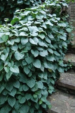 Moonlight Climbing Hydrangea - 1 Gallon Pot -Leafy Joy Shop Hydrangea Climbing Moonlight 2 1