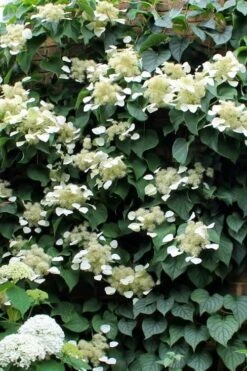 Moonlight Climbing Hydrangea - 5 Gallon Pot -Leafy Joy Shop Hydrangea Climbing Moonlight 3 2