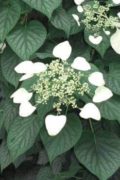 Moonlight Climbing Hydrangea - 5 Gallon Pot -Leafy Joy Shop Hydrangea Climbing Moonlight 5 2