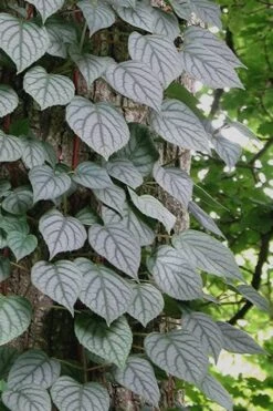 Moonlight Climbing Hydrangea - 1 Gallon Pot -Leafy Joy Shop Hydrangea Climbing Moonlight 6 1
