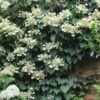Moonlight Climbing Hydrangea - 1 Gallon Pot -Leafy Joy Shop Hydrangea Climbing Moonlight 9 1
