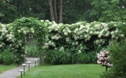 Moonlight Climbing Hydrangea - 1 Gallon Pot -Leafy Joy Shop Hydrangea Climbing Petiolaris 16 1