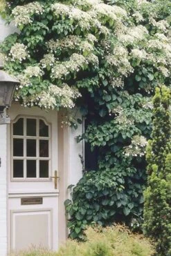 Moonlight Climbing Hydrangea - 5 Gallon Pot -Leafy Joy Shop Hydrangea Climbing Petiolaris 17 2