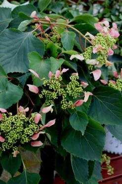 Rose Sensation Pink Climbing Hydrangea Vine - 1 Gallon Pot -Leafy Joy Shop Hydrangea Climbing Rose Sensation 2