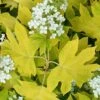 Little Honey Oakleaf Hydrangea - 1 Gallon Pot -Leafy Joy Shop Hydrangea Little Honey 1