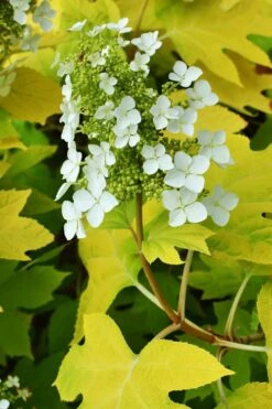 Little Honey Oakleaf Hydrangea - 1 Gallon Pot 11 Little Honey Oakleaf Hydrangea - 1 Gallon Pot -Leafy Joy Shop Hydrangea Little Honey 3