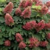 Ruby Slippers Dwarf Oakleaf Hydrangea - 7 Gallon Pot -Leafy Joy Shop Hydrangea Oakleaf Ruby Slippers 500x750 1