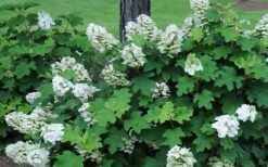 Ruby Slippers Dwarf Oakleaf Hydrangea - 7 Gallon Pot -Leafy Joy Shop Hydrangea Oakleaf Ruby Slippers Opening Color