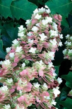 Snowcicle Oakleaf Hydrangea - 3 Gallon Pot -Leafy Joy Shop Hydrangea Oakleaf Snowcicle 1