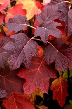Snowcicle Oakleaf Hydrangea - 3 Gallon Pot -Leafy Joy Shop Hydrangea Oakleaf Snowcicle 3