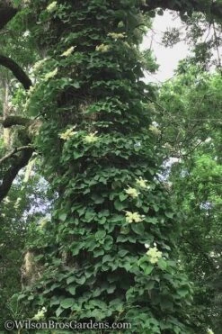 Moonlight Climbing Hydrangea - 5 Gallon Pot -Leafy Joy Shop Hydrangea Petiolaris Climbing Tree 18 2