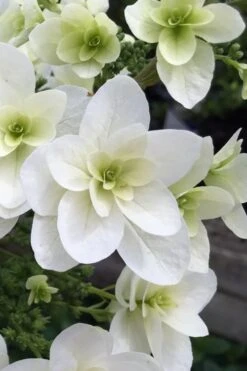 Snowcicle Oakleaf Hydrangea - 3 Gallon Pot -Leafy Joy Shop Hydrangea Snowflake 2