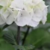 Zebra Hydrangea - 1 Gallon Pot -Leafy Joy Shop Hydrangea Zebra 500x750 1